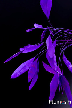 Coquetips chinchilla blanchis  - 13-18 cm - violet